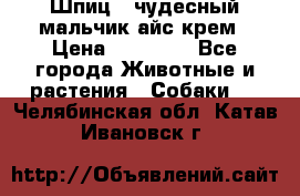 Шпиц - чудесный мальчик айс-крем › Цена ­ 20 000 - Все города Животные и растения » Собаки   . Челябинская обл.,Катав-Ивановск г.
